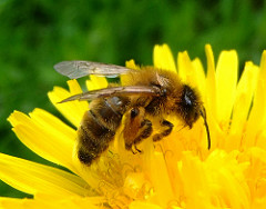 bees photo