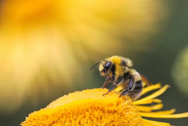 Honey bee on a dandelion, Sandy, Bedfordshire by orangeaurochs Photo by Dmitry Grigoriev on Unsplash