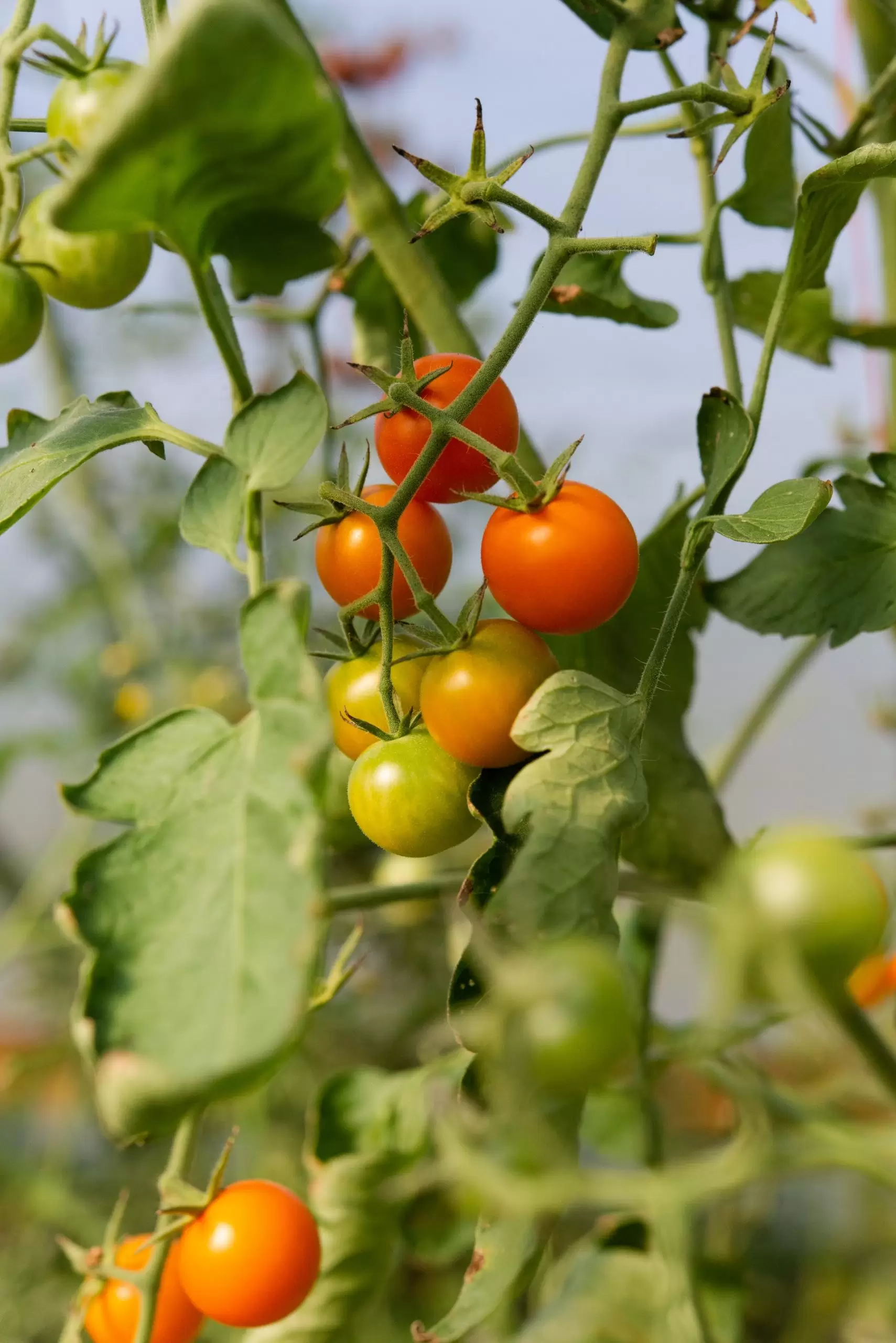 Photo by <a href="https://unsplash.com/@dirtjoy?utm_source=unsplash&utm_medium=referral&utm_content=creditCopyText">Zoe Schaeffer</a> on <a href="https://unsplash.com/photos/OQjefa8JEWc?utm_source=unsplash&utm_medium=referral&utm_content=creditCopyText">Unsplash</a>